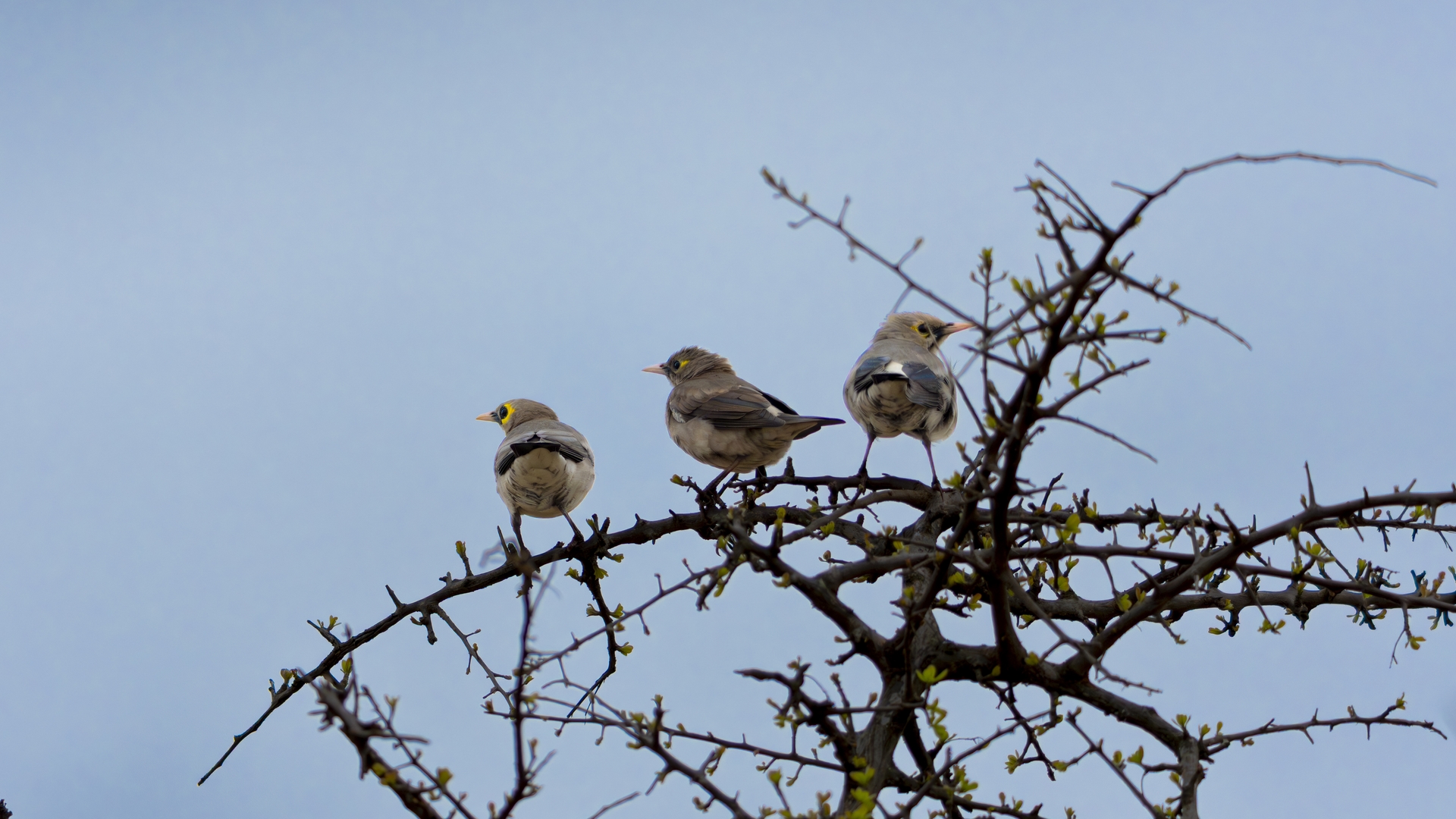 Kruger25 2025 11 02 06 47 09 ILCE 1M2 3482